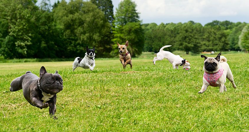 Dogs playing at a dog park